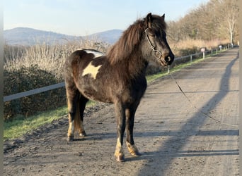 Pony Islandese, Giumenta, 6 Anni, 143 cm, Pezzato