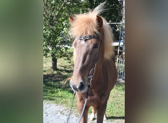 Pony Islandese, Giumenta, 6 Anni, 143 cm, Sauro