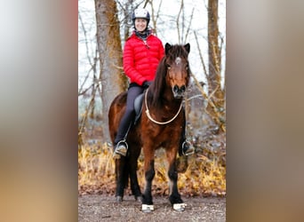 Pony Islandese, Giumenta, 6 Anni, 144 cm, Baio