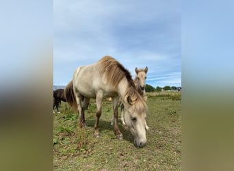 Pony Islandese, Giumenta, 6 Anni, 144 cm