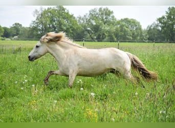 Pony Islandese, Giumenta, 6 Anni, 144 cm