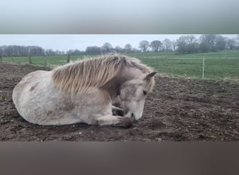 Pony Islandese, Giumenta, 6 Anni, 144 cm