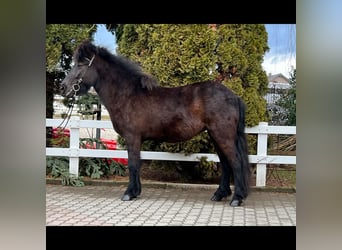 Pony Islandese, Giumenta, 6 Anni, 144 cm, Morello