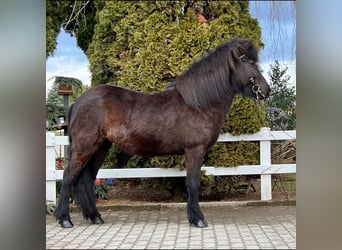 Pony Islandese, Giumenta, 6 Anni, 144 cm, Morello