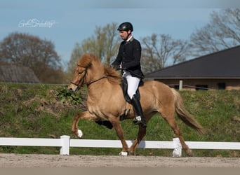 Pony Islandese, Giumenta, 6 Anni, 145 cm, Falbo