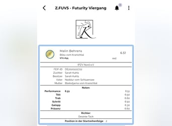 Pony Islandese, Giumenta, 6 Anni, 145 cm, Falbo