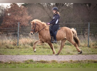 Pony Islandese, Giumenta, 6 Anni, 145 cm, Falbo