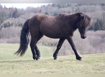 Pony Islandese, Giumenta, 6 Anni, 145 cm, Morello