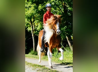 Pony Islandese, Giumenta, 6 Anni, 145 cm, Pezzato
