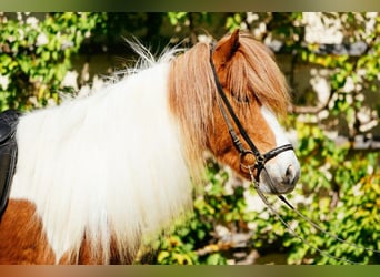 Pony Islandese, Giumenta, 6 Anni, 145 cm, Pezzato
