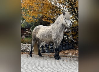 Pony Islandese, Giumenta, 6 Anni, 146 cm, Può diventare grigio