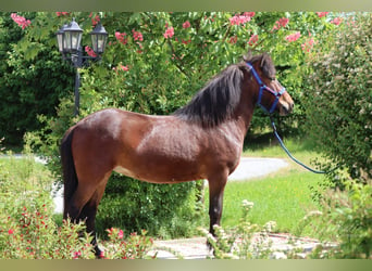 Pony Islandese, Giumenta, 6 Anni, Baio