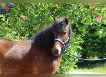 Pony Islandese, Giumenta, 6 Anni, Baio