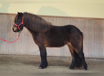 Pony Islandese, Giumenta, 6 Anni, Baio