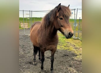 Pony Islandese, Giumenta, 6 Anni, Baio