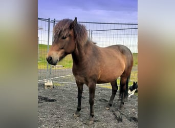 Pony Islandese, Giumenta, 6 Anni, Baio