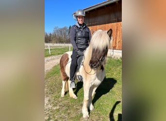 Pony Islandese, Giumenta, 6 Anni