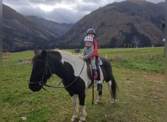 Pony Islandese, Giumenta, 6 Anni