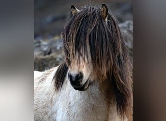 Pony Islandese, Giumenta, 6 Anni, Morello