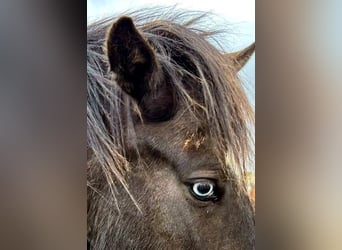 Pony Islandese, Giumenta, 6 Anni, Morello