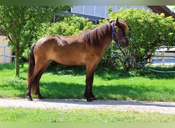 Pony Islandese, Giumenta, 6 Anni, Morello