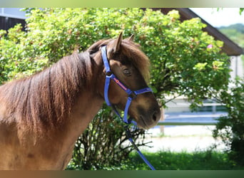 Pony Islandese, Giumenta, 6 Anni, Morello