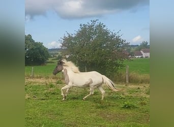 Pony Islandese, Giumenta, 6 Anni, Pezzato