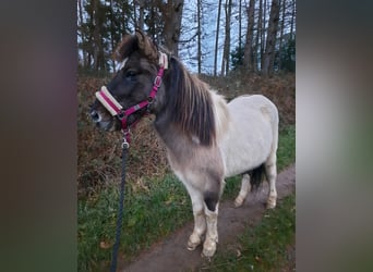 Pony Islandese, Giumenta, 7 Anni, 131 cm, Pezzato