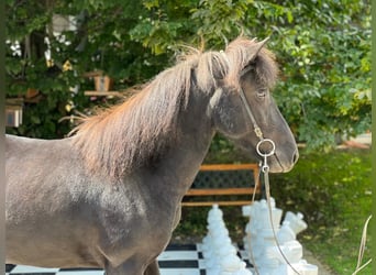 Pony Islandese, Giumenta, 7 Anni, 132 cm, Morello