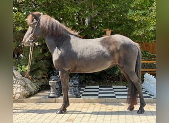 Pony Islandese, Giumenta, 7 Anni, 132 cm, Morello