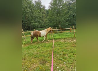 Pony Islandese, Giumenta, 7 Anni, 134 cm, Pezzato