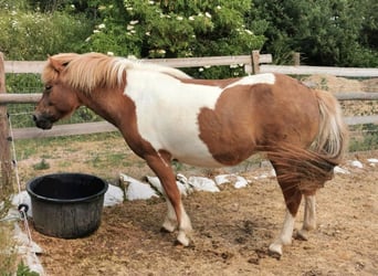 Pony Islandese, Giumenta, 7 Anni, 134 cm, Pezzato