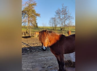 Pony Islandese, Giumenta, 7 Anni, 136 cm, Baio