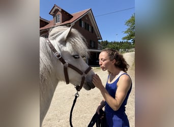 Pony Islandese, Giumenta, 7 Anni, 136 cm