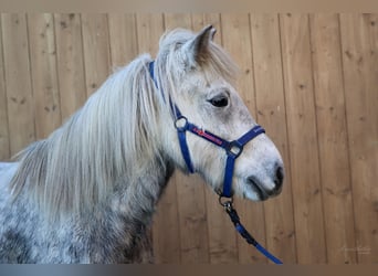 Pony Islandese, Giumenta, 7 Anni, 136 cm, Grigio