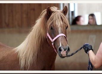 Pony Islandese, Giumenta, 7 Anni, 136 cm, Sauro