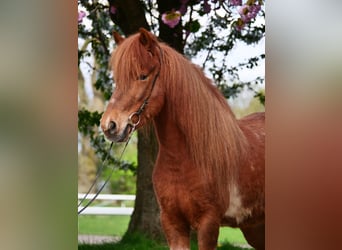 Pony Islandese, Giumenta, 7 Anni, 137 cm, Pezzato