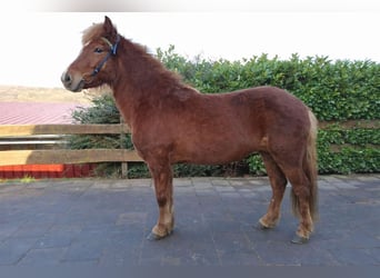 Pony Islandese, Giumenta, 7 Anni, 137 cm, Sauro