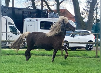 Pony Islandese, Giumenta, 7 Anni, 138 cm