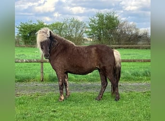 Pony Islandese, Giumenta, 7 Anni, 138 cm