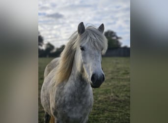 Pony Islandese, Giumenta, 7 Anni, 138 cm, Grigio
