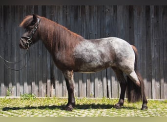 Pony Islandese, Giumenta, 7 Anni, 138 cm, Morello