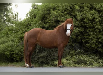 Pony Islandese, Giumenta, 7 Anni, 138 cm, Sauro