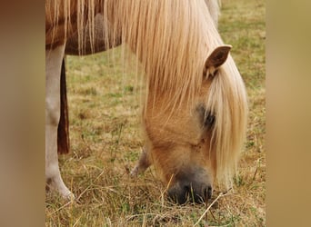 Pony Islandese, Giumenta, 7 Anni, 139 cm, Pezzato
