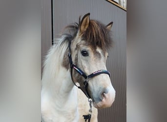 Pony Islandese, Giumenta, 7 Anni, 139 cm, Pezzato