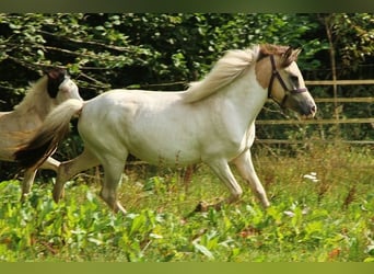 Pony Islandese, Giumenta, 7 Anni, 139 cm, Pezzato