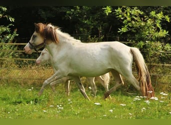 Pony Islandese, Giumenta, 7 Anni, 139 cm, Pezzato
