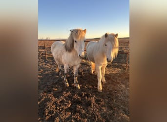 Pony Islandese, Giumenta, 7 Anni, 140 cm, Bianco