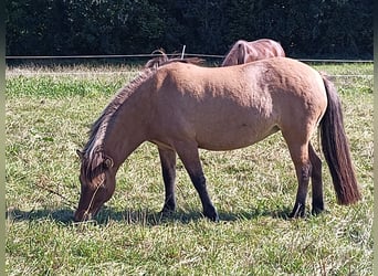Pony Islandese, Giumenta, 7 Anni, 140 cm