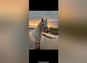 Pony Islandese, Giumenta, 7 Anni, 140 cm, Grigio